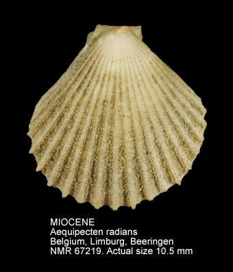 MIOCENE Aequipecten radians.jpg - MIOCENEAequipecten radians(Nyst,1839)